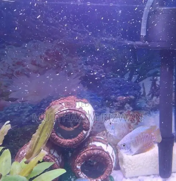 Dwarf Gourami Fish