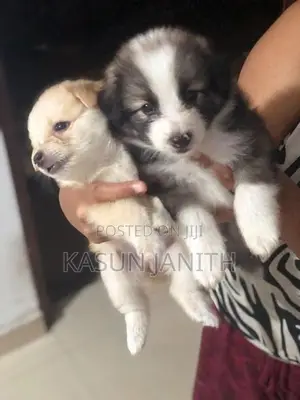 Pomeranian Puppies