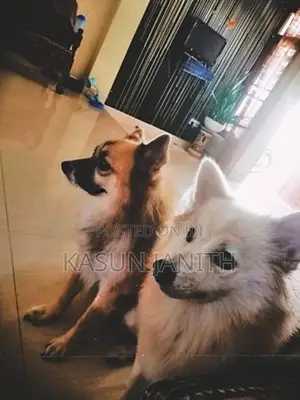 Pomeranian Puppies