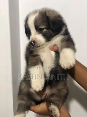 Pomeranian Puppies