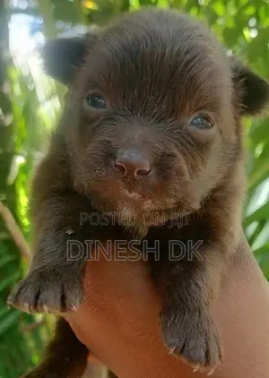 Pommenerian Puppies