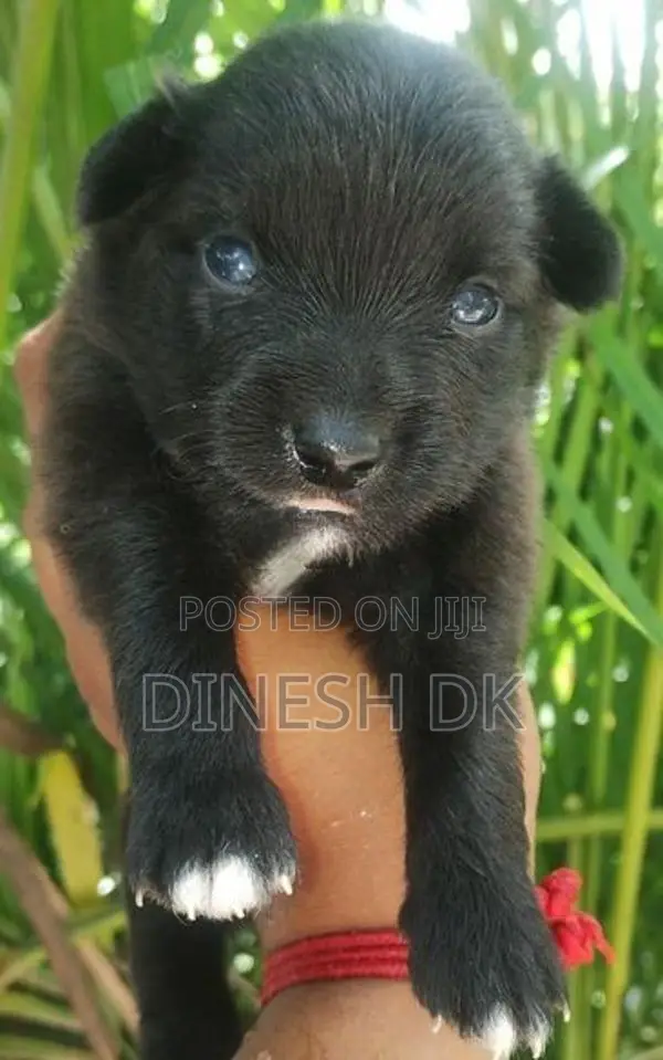 Pommenerian Puppies