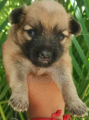 Pommenerian Puppies