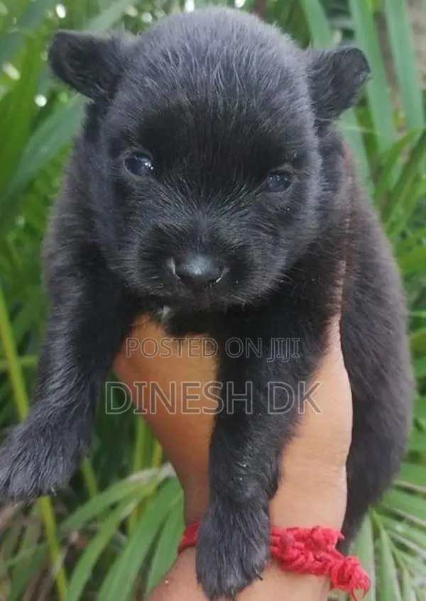 Pommenerian Puppies