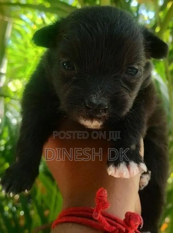Pommenerian Puppies