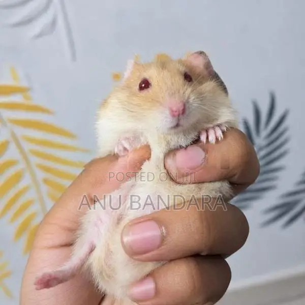 Hamster Babies