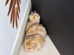 Hamster Babies