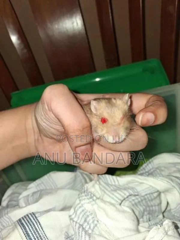 Hamster Babies
