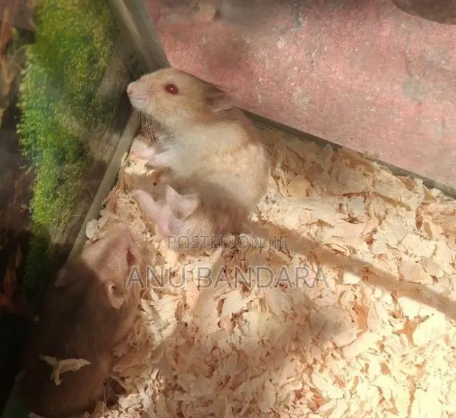 Hamster Babies