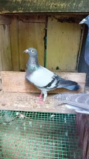 Racing Hormer Pigeons