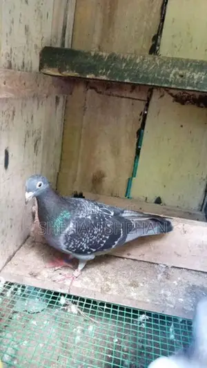 Racing Hormer Pigeons