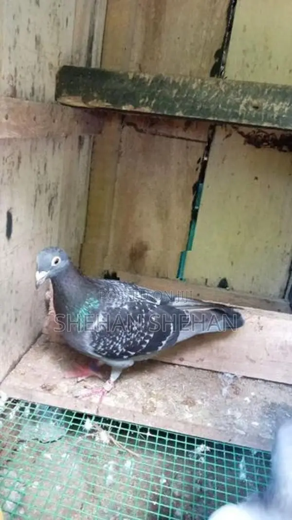 Racing Hormer Pigeons