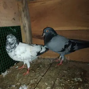Timeing Pigeons