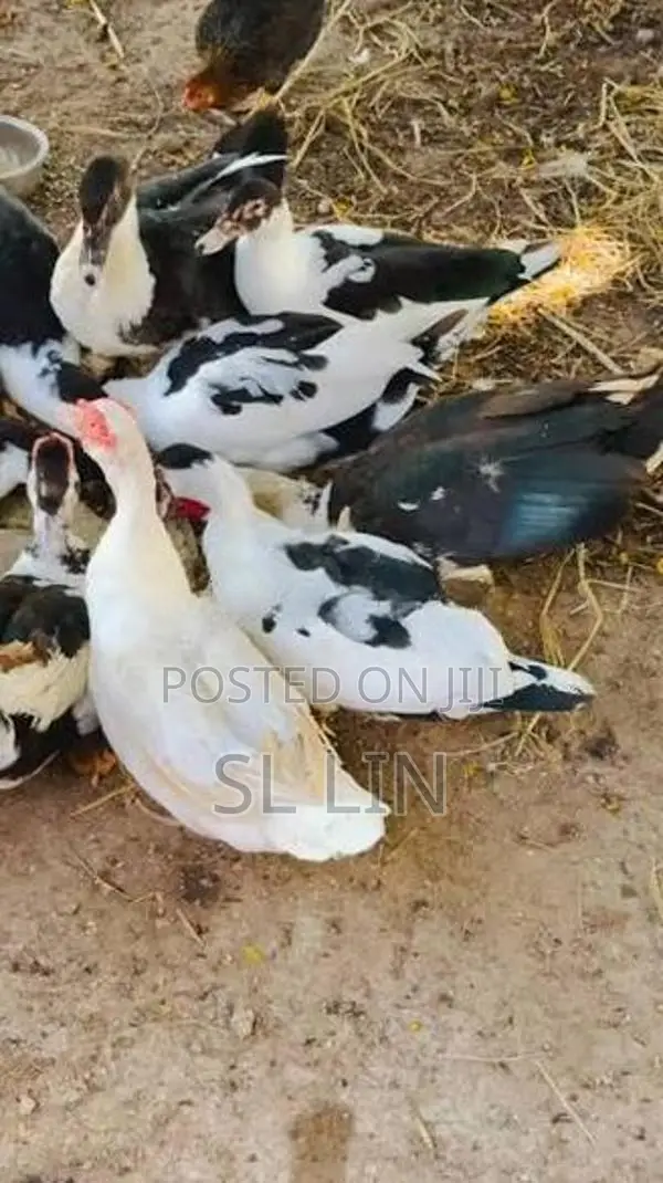 Duck ( வாத்து )