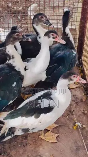 Duck ( வாத்து )