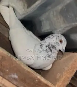 Pigeon