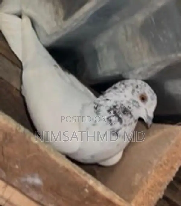 Pigeon