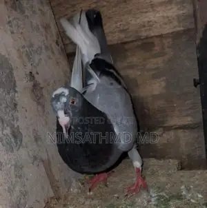 Pigeon