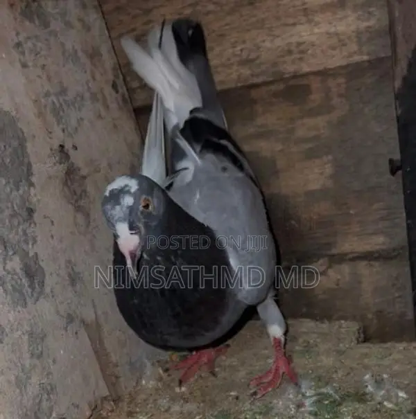 Pigeon