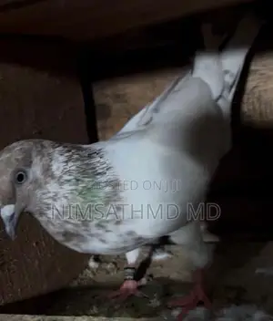Pigeon
