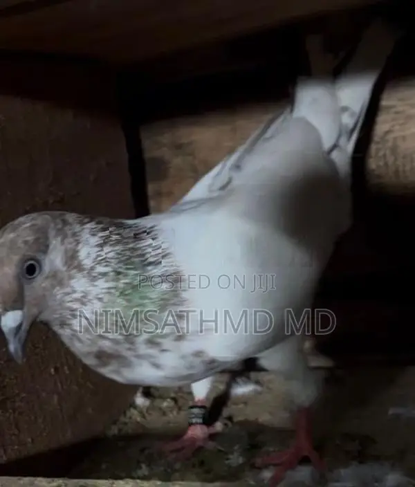 Pigeon