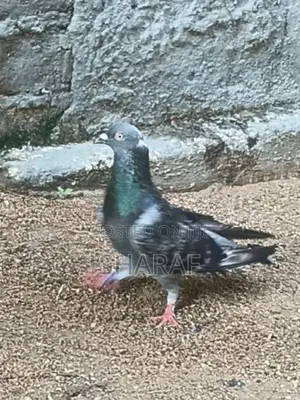 Pigeon In 1peir