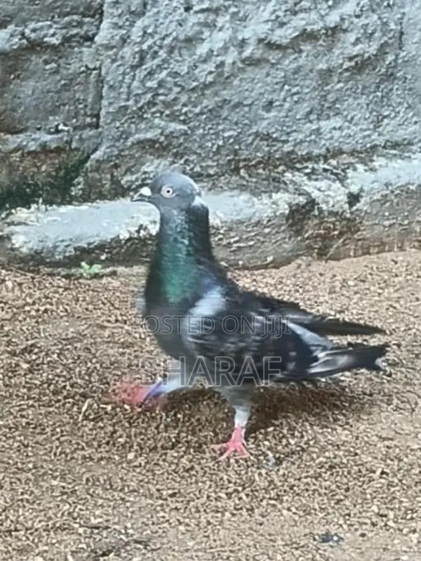 Pigeon In 1peir