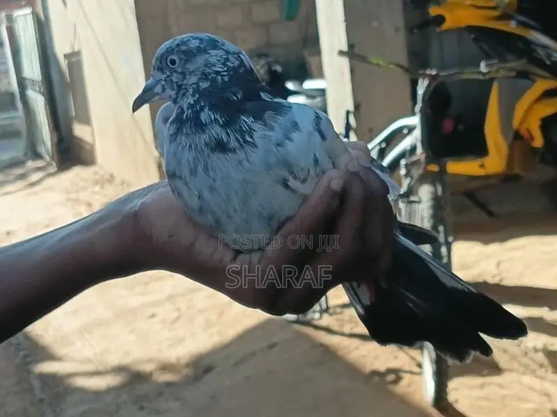Pigeon In 1peir