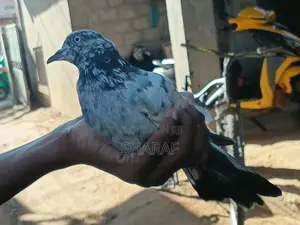 Pigeon In 1peir