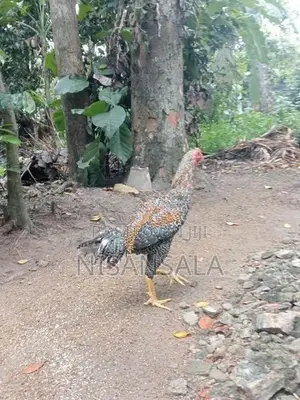 Wedunu Kukuklaku