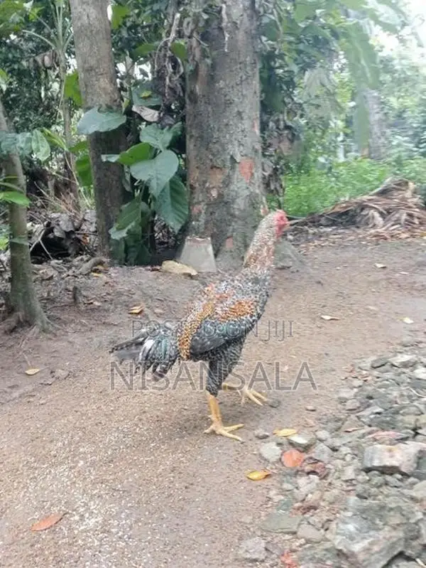 Wedunu Kukuklaku