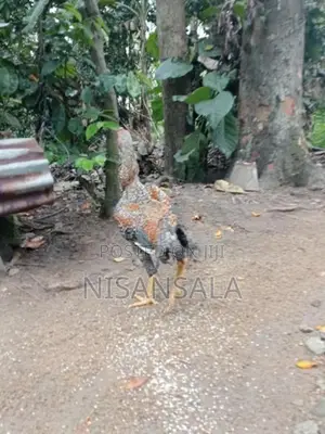 Wedunu Kukuklaku