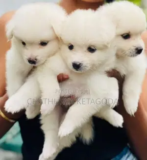 Fluffy White Lion Pomeranian Puppies