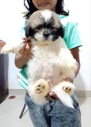 Siksu Puppies