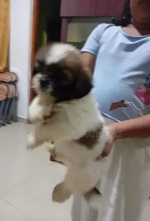 Siksu Puppies