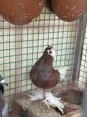 Belty Pigeons