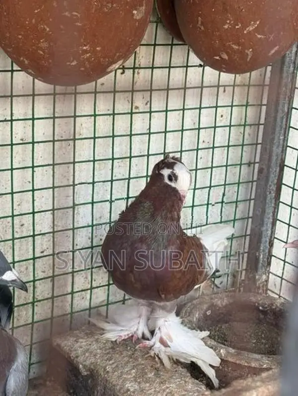 Belty Pigeons