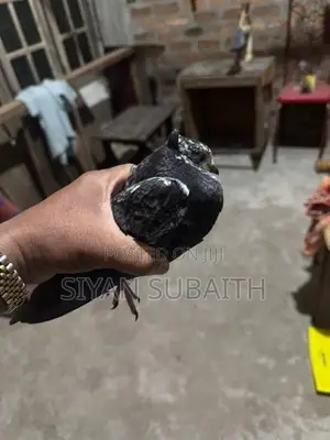 Belty Pigeons