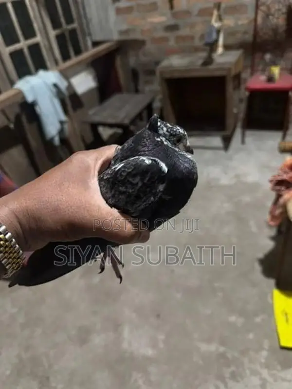 Belty Pigeons