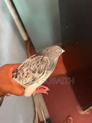 Belty Pigeons