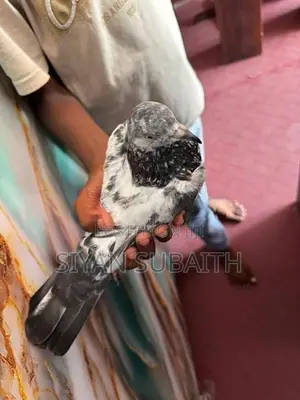 Belty Pigeons