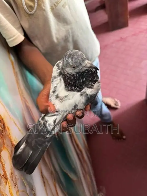 Belty Pigeons