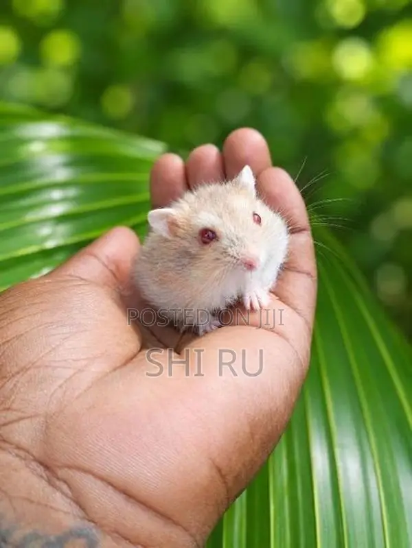 Hamster Baby
