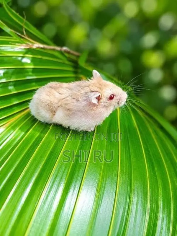 Hamster Baby