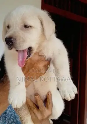 Labrador Puppy