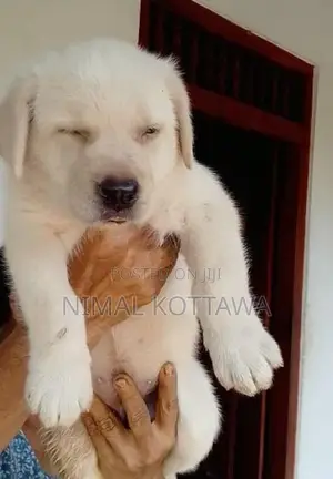 Labrador Puppy