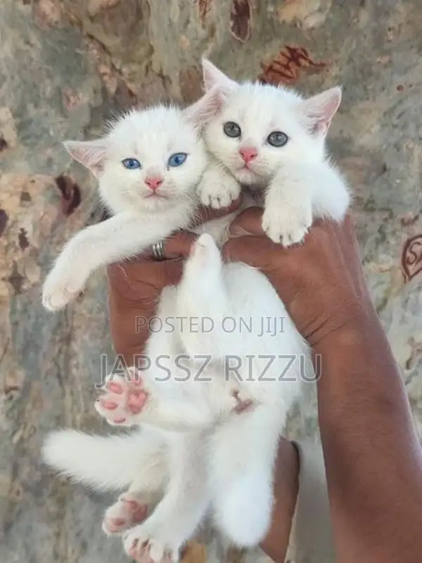 Kitten