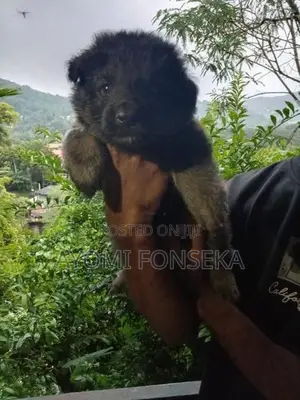 Puppy