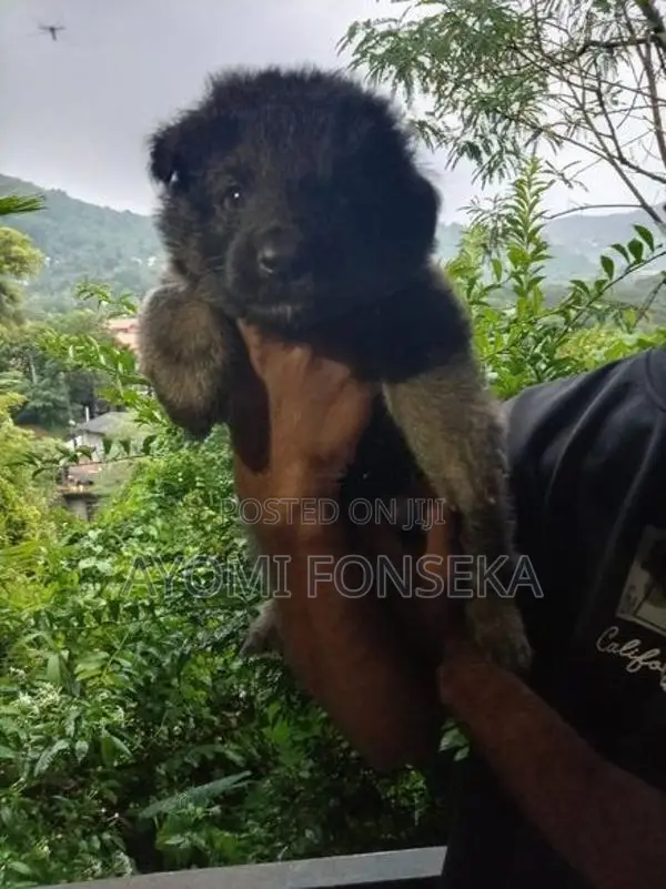 Puppy