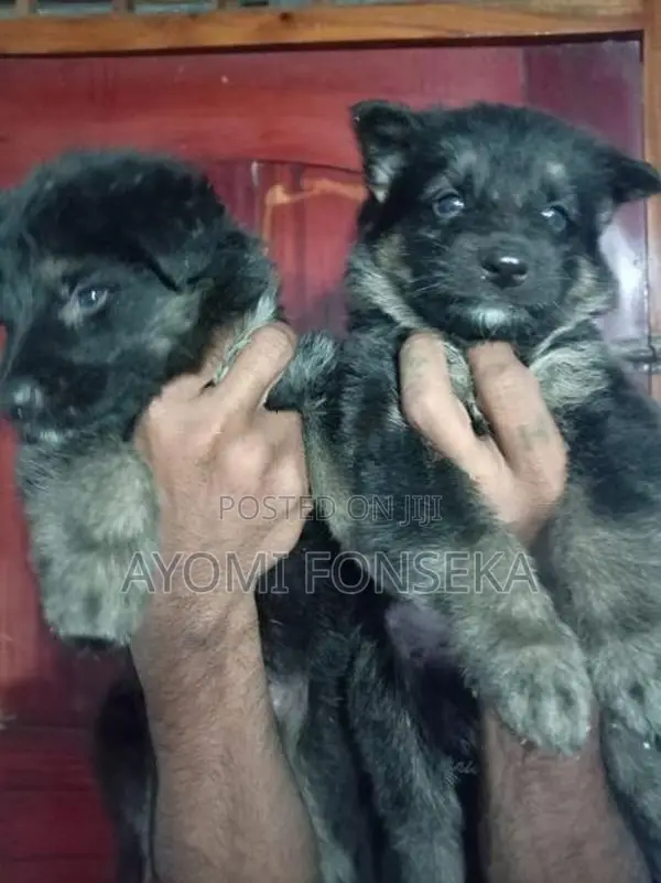 Puppy